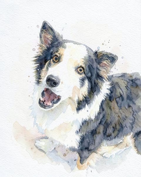 Watercolour portrait: Border collie